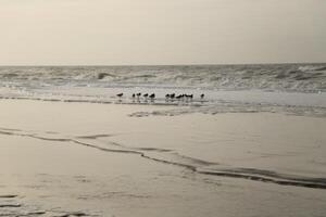 oystercatchers at the high tide line photo