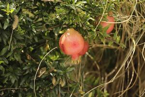 pomegranate red fruit photo