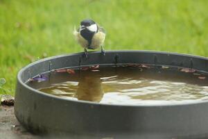 great tit likes to drink water photo