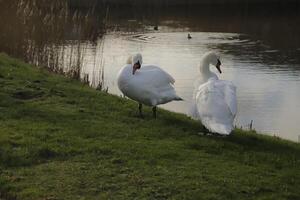 mute swan on the grass next to the ditch photo