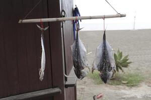 freshly caught fish hangs to dry photo