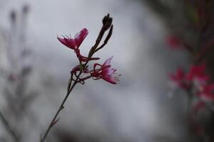 close up pink flowers photo