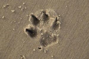 print in the sand of a dogs paw photo