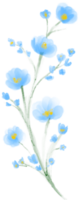 Blumenaquarellmalerei png