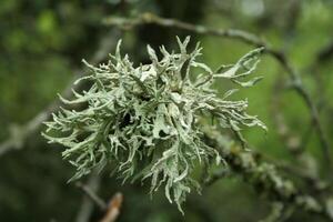 Icelandic moss grows in clean air photo