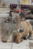Indian holy cow, varanasi, india photo