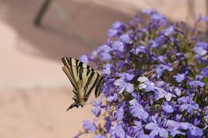 escaso cola de golondrina en lobelia flores foto