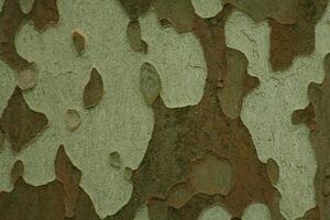 close up of a bark of a tree photo