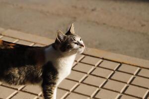 red, black and white tiger cat photo