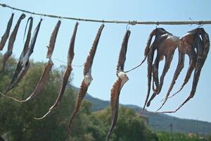 squid dries in the sun photo