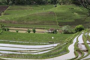 rice paddies on bali, indonesia photo