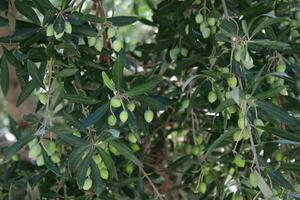 olives on a tree photo