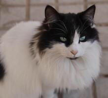 portrait of a black and white cat, photo