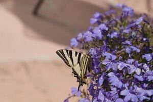 scarce swallowtail on lobelia flowers photo