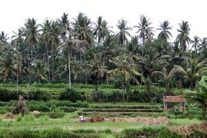 countryside with palm trees and rice paddies photo