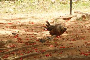 chicken walking free in nature photo