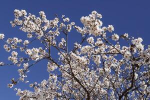 blooming almond flowers photo