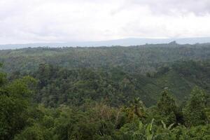 nature in the mountains of bali photo