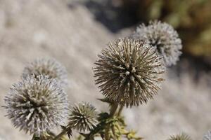 thistle in nature photo