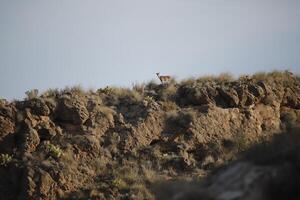 iberian ibex on top of mountains photo