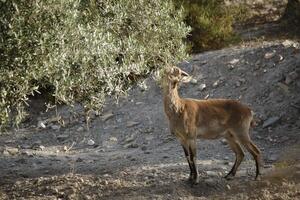 iberian ibex eating in an olive orchard photo