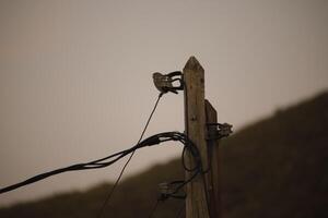 Owl after sunset on a pole photo