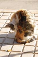 red, black and white tiger cat photo