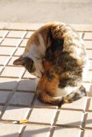 red, black and white tiger cat photo