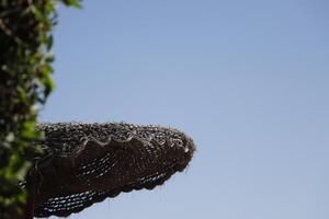 abstract, half an umbrella and tree photo