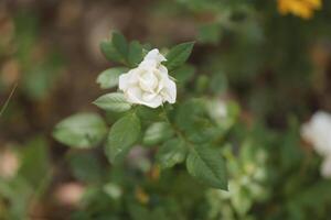 white rose in the garden photo