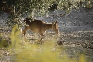 iberian ibex eating in an olive orchard photo