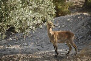 iberian ibex eating in an olive orchard photo