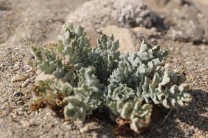 plant grows on the beach photo