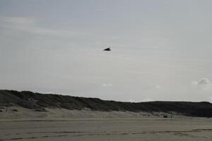 seagull flies above the beach and sea, the netherlans photo