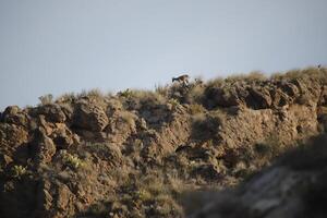 iberian ibex on top of mountains photo