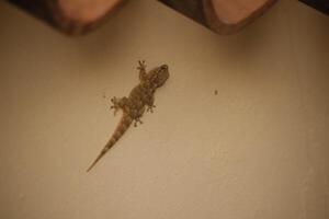 gecko on the wall photo
