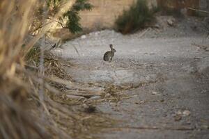 rabbit or hare sitting in nature photo