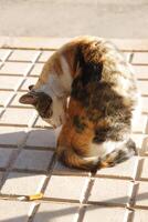 red, black and white tiger cat photo