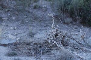 winding tree roots photo