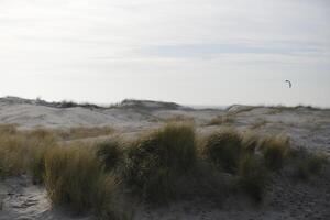 dunes, beach in the winter, netherlands photo