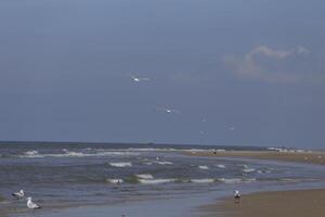 seagulls and other birds look for food at the sea, nature reserve photo
