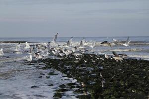 breakwaters with seagulls photo