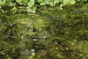 natural pond with lots of frogs, spring photo