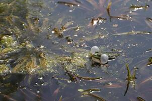 natural pond with lots of frogs, spring photo