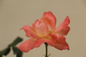 pink rose at a white background photo