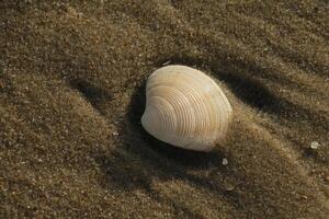shells, beach in the winter, netherlands photo