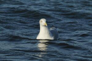 seagull at the north sea at petten, the netherlands photo