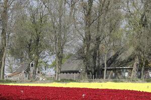 primavera en el Países Bajos, floreciente tulipanes foto