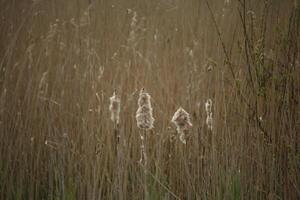 aquatic plants, riparian plants in the swan water nature park, north holland, the netherlands photo