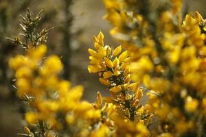 Blooming scotch broom, A round walk in the Zwanenwater nature reserve in , North Holland, the Netherlands photo